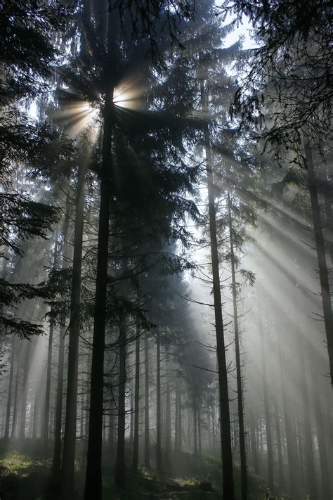 Banco De Imagens Rvore Natureza Floresta Ramo Inverno Plantar