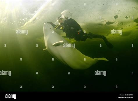 Scuba Diver With Beluga Swim Under Ice White Whale Delphinapterus