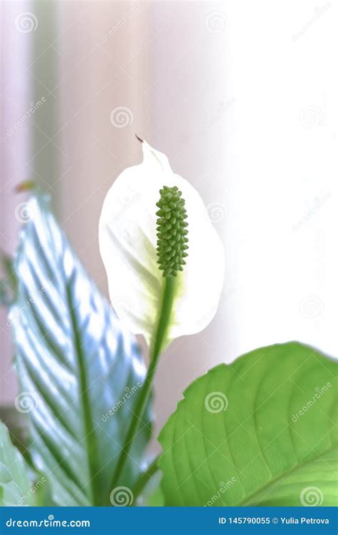 Spathiphyllum Branco As Folhas Do Verde Na Flor Flor Branca Do L