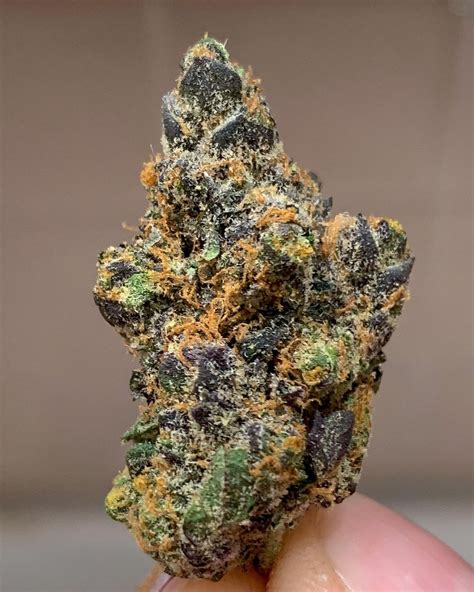 Strain Review Apple Fritter By True Genetics The Highest Critic