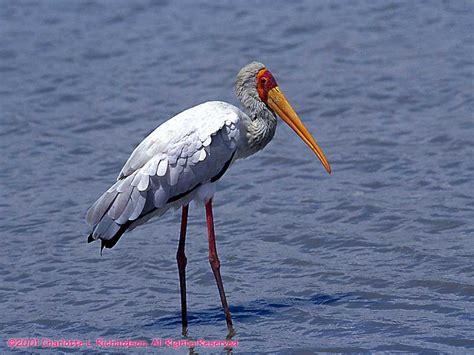 Storks Herons And Ibises