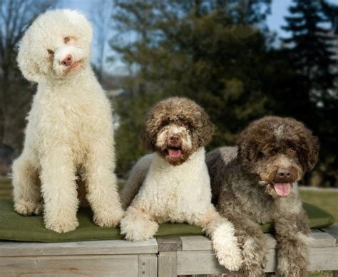 3 Nuevas Razas De Perro Reconocidas Por El America Kennel Club By