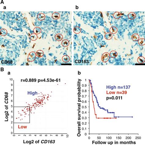 Prognostic Implication Of High Level Expression Of Cd68 And Cd163 In Download Scientific