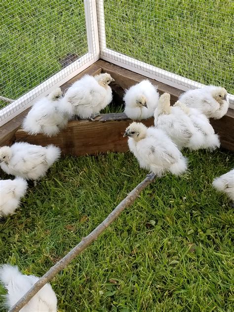 My Silkie Bantams Had Them 3 Weeks But Not Sure How Old Thinking 5