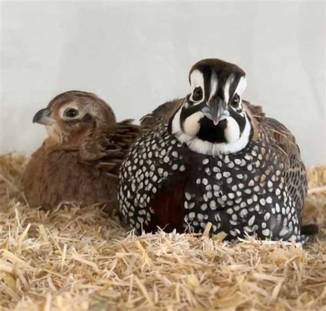 Montezuma Quail Pair Jjw Farm Sanctuary