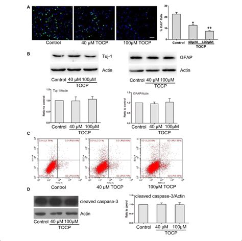 Effects Of Tocp On Proliferation Differentiation And Cell Apoptosis