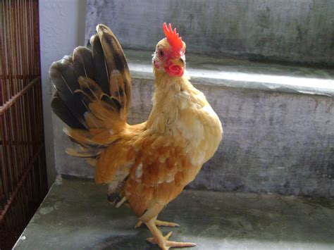 Jual Ayam Serama Serama Anakan 7 Bulan