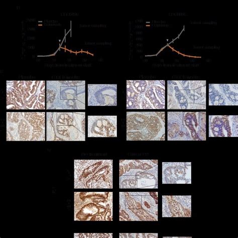 Fig S13 Knock Out Of The Mlh1 Gene In Ht29 Crc Cells A