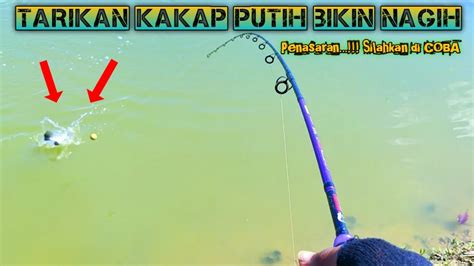 Mancing Kakap Putih Di Tambak Pakai Pelampung Umpan Udang Hidup YouTube