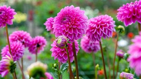 How To Grow Dahlias Expert Plant Care And Growing Guide Gardeningetc