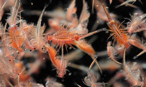 Quanto Tempo Vive Um Peixe Betta Guia Do Aquarismo