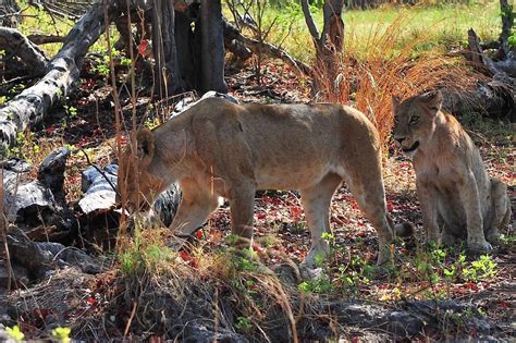 Sudafrica Relax Di Lusso In Lodge Sugli Alberi Immersi Nell Parco