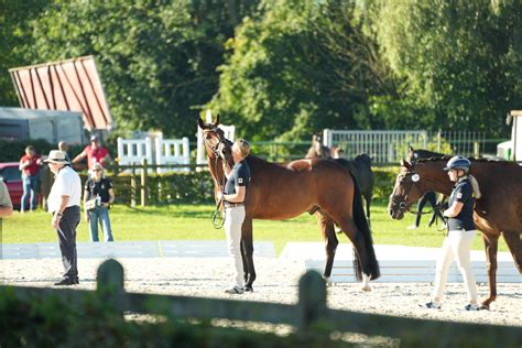 Bildfest från EM Sverige klart för start Ridsport