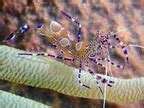 Spotted Cleaner Shrimp Periclimenes Yucatanicus St Thomas USVI