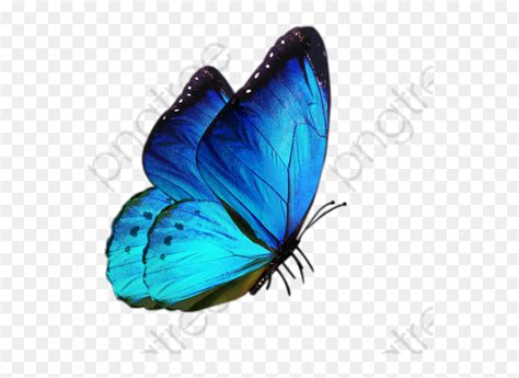 A Blue Butterfly Flying In The Sky With No Background Hd Png Clipart