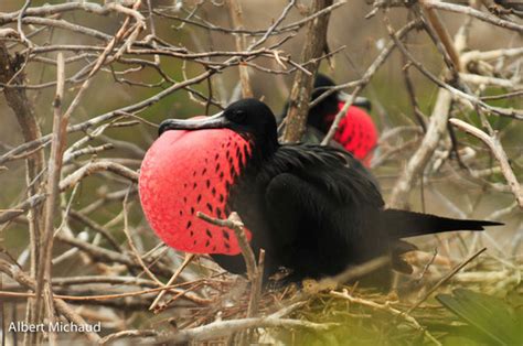 Fragata Tijereta Fregata Magnificens