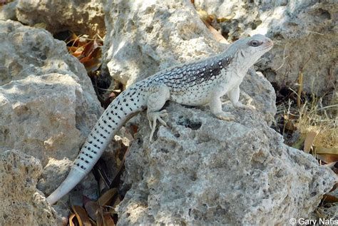 Desert Iguana