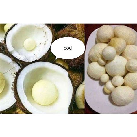 Jual Kentos Kelapa Shopee Indonesia