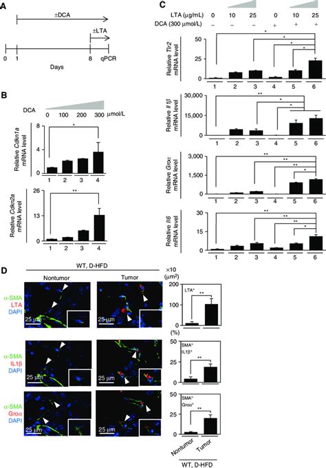 Dca And Lta Cooperatively Induce The Expression Of Tlr2 And Sasp