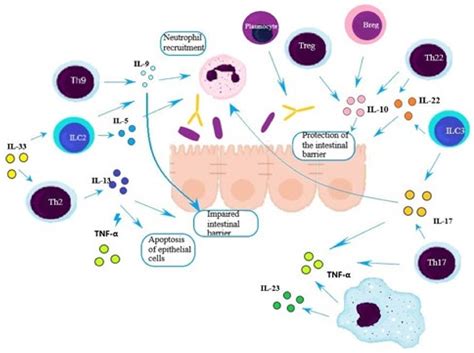 Jcm Free Full Text The Role Of Innate And Adaptive Immune Cells In The Pathogenesis And