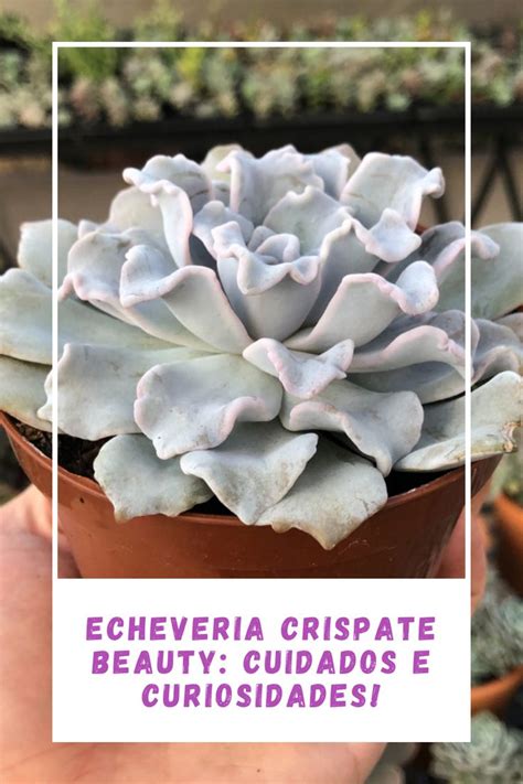 Echeveria Crispate Beauty Cuidados E Curiosidades Succulent