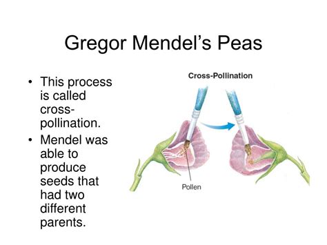 PPT 11 1 The Work Of Gregor Mendel PowerPoint Presentation Free