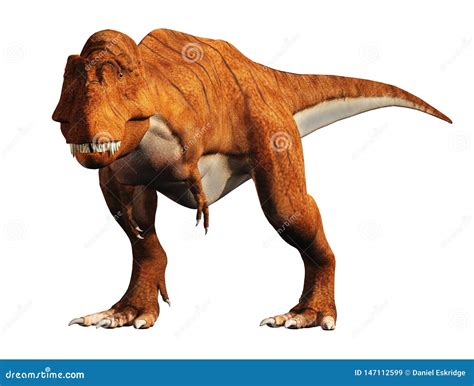 Tyrannosaurus Rex Op Witte Achtergrond Stock Illustratie Illustration