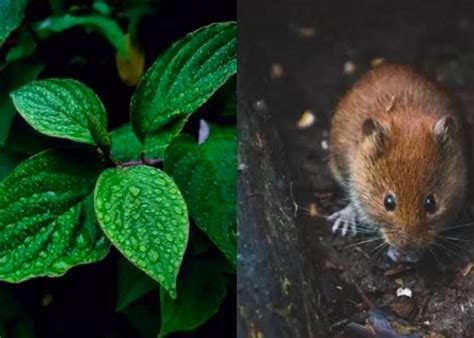 Cara Ampuh Dan Anti Gagal Mengusir Hingga Membasmi Tikus Di Dalam Rumah