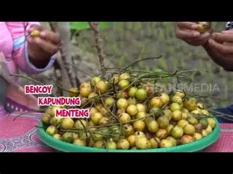 Mengolah Buah Bencoy Alias Buah Menteng ENAH BIKIN ENAK 19 12 22