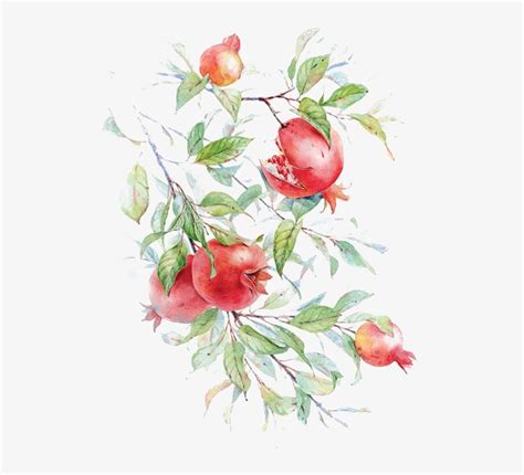 Watercolor Painting Pomegranate Drawing Flower Painting Pomegranate