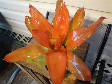 Neoregelia Orange Delight Bog Plants Home Garden Plants Home And