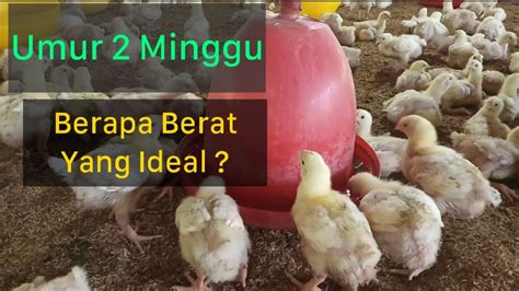 Review Ayam Broiler Umur 2 Minggu 15 Day Youtube