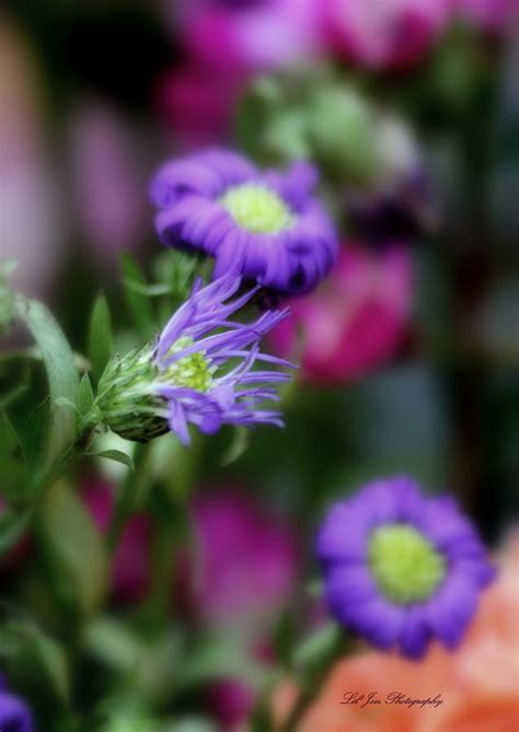 Delicate Purple Flowers Photograph By Jeanette C Landstrom Pixels