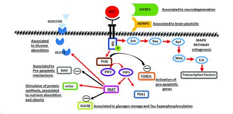 A Schematic Of Insulin Like Growth Factor 1 Igf1 Molecular Pathways