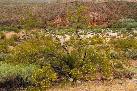 Planta Gobernadora Larrea Tridentata