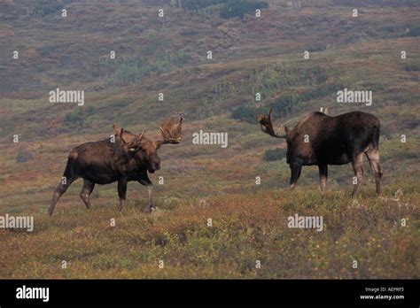 Moose Alces Alces Two Bulls With Large Antlers In Velvet Fall Tundra