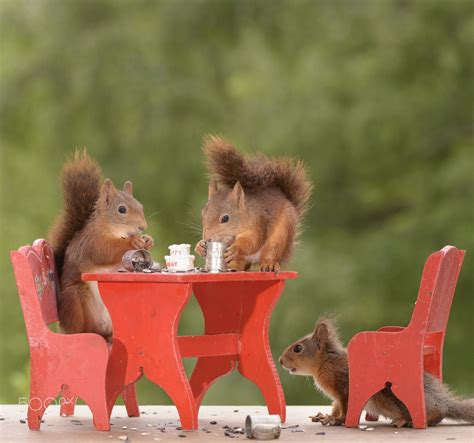 By Geert Weggen Squirrel Pictures Squirrel Funny Cute Squirrel