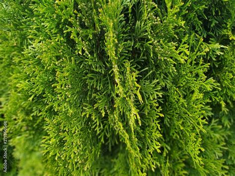 Closeup Of Green Christmas Leaves Of Thuja Trees Nature Background Or