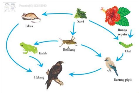 Pesps1490 Food Chain Rantai Makanan Prosains