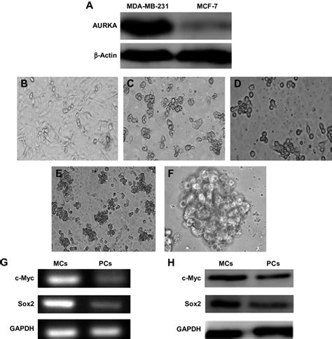 Mda Mb 231 Cells Displayed Aurka Overexpression And Mammospheres