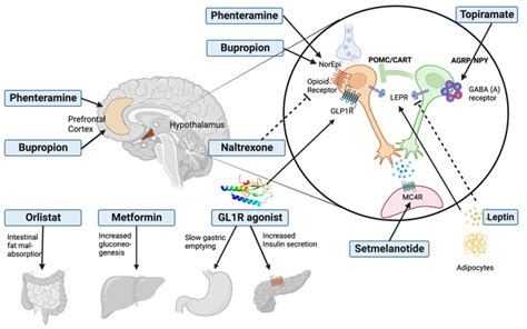 Figure 7 Mechanism Of Action Of The Endotext NCBI Bookshelf