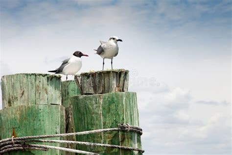 Two Seagulls Resting On Wooden Pylon Stock Image Image Of Marina