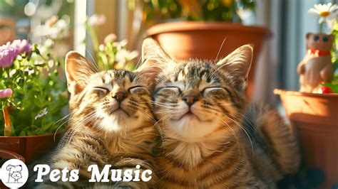 Calming Music For Cats That Gives Comfort Anxiety Relief Relaxing