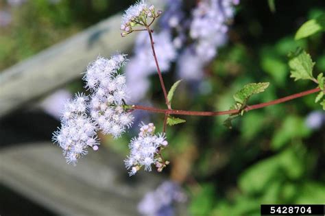 Blue Mistflower Conoclinium Coelestinum