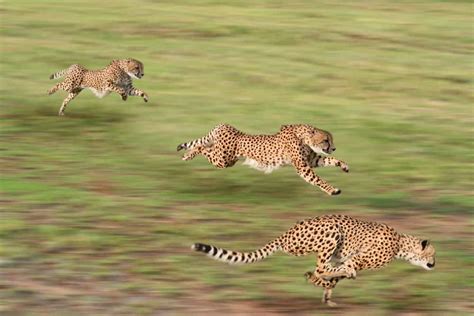 Leopard Vs Cheetah, Who Would Win? - Animals Comparison