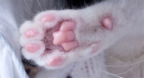 Pawmestry: the art of reading toe beans | The Cat Connection