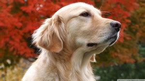 Golden Retriever Carattere Tutto Sul Suo Comportamento E Carattere