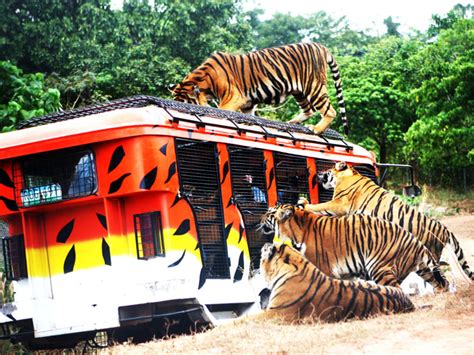 Zoobic Safari, Day Tour Access (Subic Bay, SBFZ, Olongapo City) – Spasify