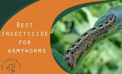 Best Insecticide For Armyworms Liquid And Homemade Spray