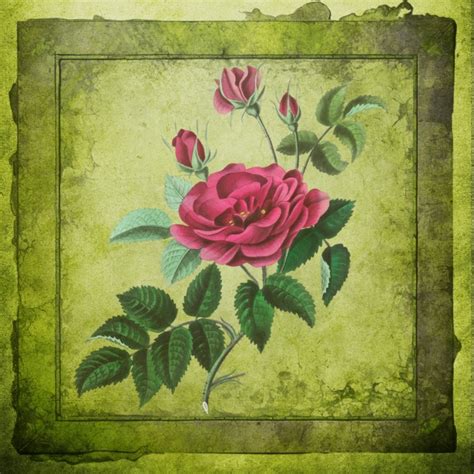 Vintage Art Illustration Flowers Free Stock Photo Public Domain Pictures